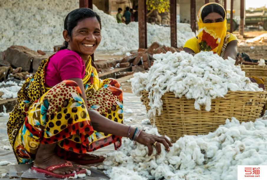 印度：北部棉区新花上市 产量同比大幅增加