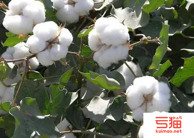 沙雅：棉产业链堵点在哪 服务就跟到哪