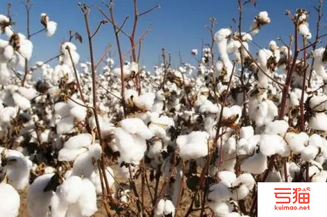 7月棉花形势月报：纺织需求不振 棉价持续下行