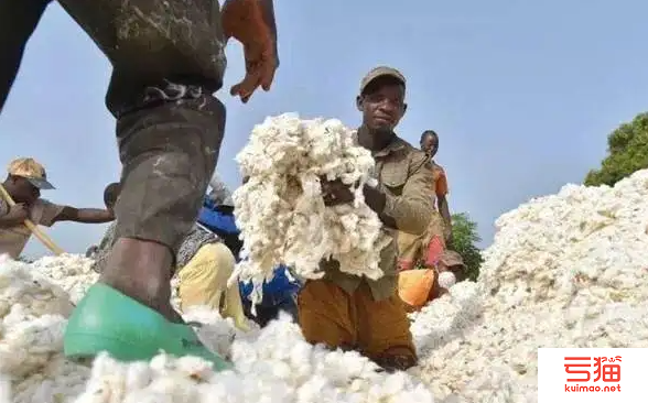 1-6月科特迪瓦出口棉花229797吨 同比增加18%