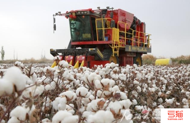 新疆首次发布35个棉花主栽品种推荐意见