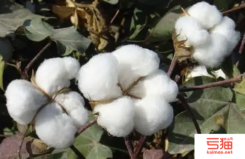 埃及同苏丹企业签署棉纺领域合作谅解备忘录