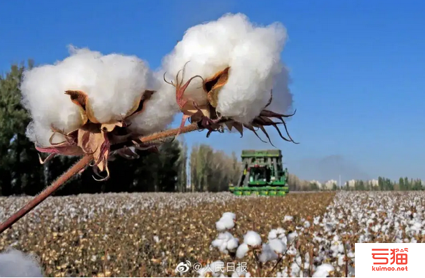 棉花进口配额管理系统上线