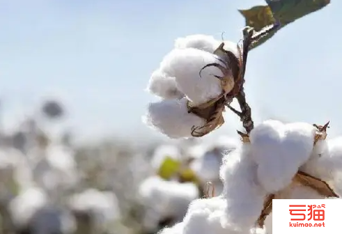 美国：棉价下跌刺激销售 新棉收获逐渐展开