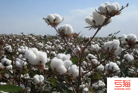7月棉纱进口量同比下降63.3%