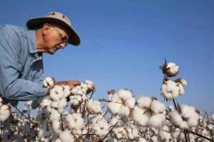 美国棉花使用量创百年来新低：棉厂纷纷关闭加速