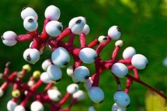世界上最奇葩的十种植物：水晶兰上榜(娃娃眼排榜首)
