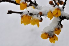 盘点十种在冬天开花的花卉：雪莲上榜(腊梅花居榜首)