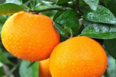 最好的柑橘品种有哪些(盘点柑橘十种优良品种)