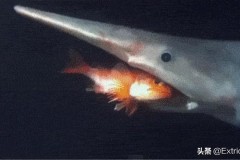 十大怪异鲨鱼_有史以来最大的十种鲨鱼