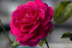世界上最受欢迎的十种花(玫瑰、郁金香、兰花包揽前三名)