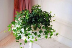 十大净化室内空气植物(哪些植物净化室内空气)